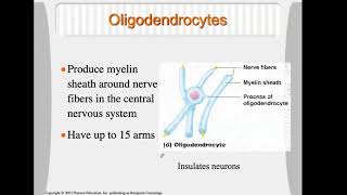 Bio4_Module 7_Ch 13_Nervous part 3