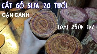 Cắt Gỗ Sưa Đỏ 20 Năm Tuổi Sẽ Ra Sao Để Làm Hộp Trà Nắp Đồng Và Bộ ấm Chén Chất Màu Vàng Đỏ Tím Hồng