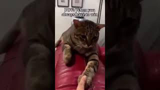 Funny Cats Compilation 33