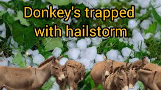 massive hail hit Donkey staying at the  farm housr Aohan Banne, Inner Mongolia, China,13th jun 2024