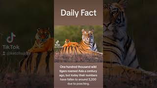 Wild Tigers #wildlife #tigers #facts