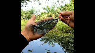 Woww⁉️ PULUHAN IKAN SEPAT SIAM KELAPARAN #Shorts #anglertegek