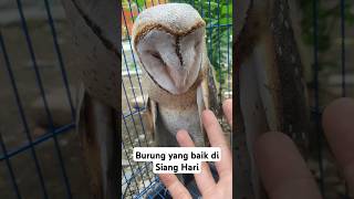 Burung ini Baik Kalau di siang Hari