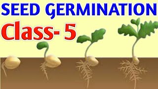 SEED GERMINATION || Class-5 || Science OLYMPIAD