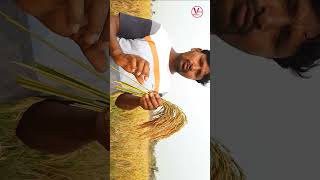 Top Most maharaja paddy| #paddy#agriculture #chillicrop #maharajapaddy #farming #shots #vigneshtv