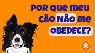 Por que meu cão NÃO me OBEDECE?