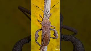 Leaf footed bug