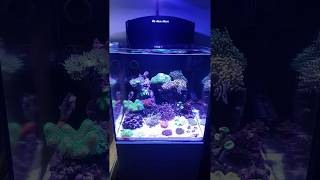 Aquamedic blenny nano tank 3 months old