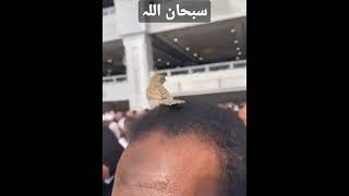 SUBHAN ALLAH | ALLAH HU AKBAR | #shorts #allah #subhanallah #viral #viralvideo #viralshorts #youtube