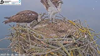 33 with a very live fish, running amok through the nest. Welcome #4 @MantonBay Osprey 18-05-2023