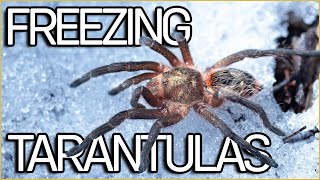 Tarantula under Ice & Snow? Elusive Chile Tarantulas likes the cold