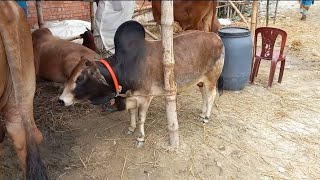 বাংলাদেশের দ্বিতীয় ফট্টি গরু  7 লাখ টাকা |#smallbull #cow #smallcow