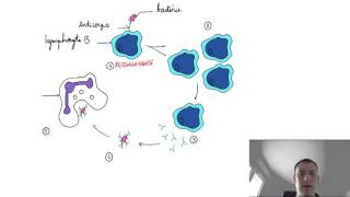 lymphocytes B et anti corps