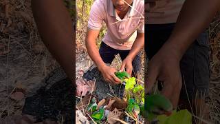 Huge #parrots nest