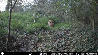 When a badger meets a fox _ Trail cam footage