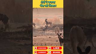 Junglee Dogs को लगा आज खेल ख़तम  #animals #wildanimal #shortsviral