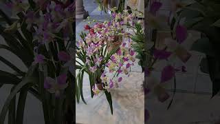 Cymbidium y Dendrobium con sus hermosas grandes flores.