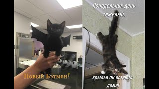 Паронормальные Котята | Котята Инопланетяне среди людей. Сенсация! Разоблачение.