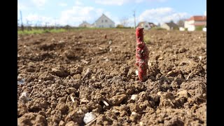 Plantation de vigne Champenoise 🤩🍇!