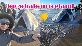 BIG WHALE  IN ICELAND/ann rubz