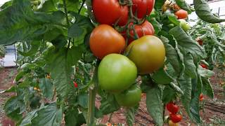 GREENHOUSE TOMATO TURKEY