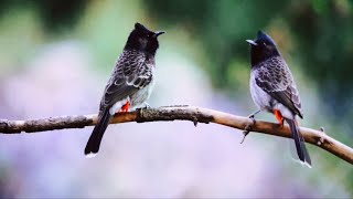 Red-vented bulbul, black and white scale pattern, a deep silent void connect to the eternal universe