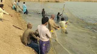 Fish Catching with net at Farm house TAUNSA