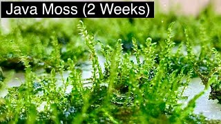 How to Propagate Java Moss!!! - Improved Experiment (2 Weeks)