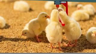 Broiler Chicken - Good or Bad for Health ?? Is broiler chicken safe to eat 😥