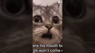 cat singing Eminem #meme #funny #comedy