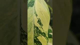 Philodendron Series - Philodendron Joepii I PlantFactory