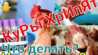 Пневмония у кур😱🤷‍♀️/Чем лечить больную птицу