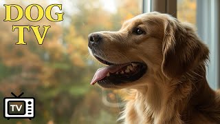 Dog Music | Calming Music for Dog Deep Sleep | Separation Anxiety Music for Dog Relaxation