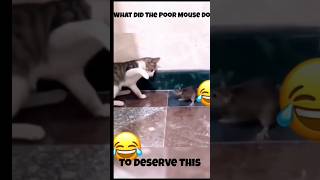 rich cat slapping poor mouse 🐀#shorts #funny #funnyvideo #funnyshorts #funnycats #mouse