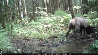 Nooksack Elk Wallow 02