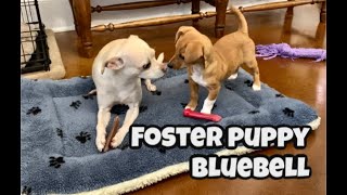 Foster Puppy Bluebell March 2020