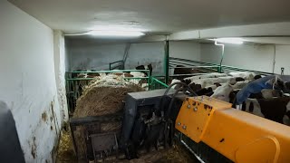 💥Wywalamy Obornik Od Nowych Byczków🐮💥