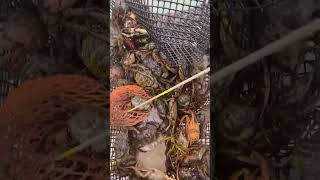 Green crabs in Blanchard trap #greencrabs #fishing #invasive #crab #greencrab