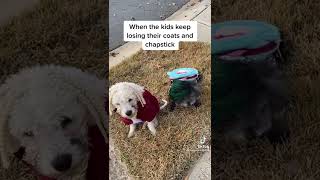 CUTE DOGS WAITING AT THE BUS STOP | When the kids keep losing their coats and Chapstick #shorts