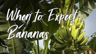 Bananas - How to Grow & When to Expect Them