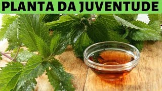 Planta Da Juventude  Ela Produz Colágeno, Elimina Rugas, Regenera e Nutre o Corpo da Cabeça aos Pés!