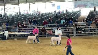 Team GCP- Citrus Valley District Show Class 5 Finewools 01/20/23