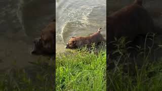 Bear 🐻 swimming 🏊‍♀️ in the neighbors pond