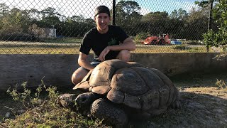 Crush the GIANT Aldabra Tortoise!