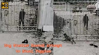 Protective Mother Protects Puppies from Dog Stealer. Dog vs Thief