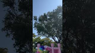 Bounce House Balloons!