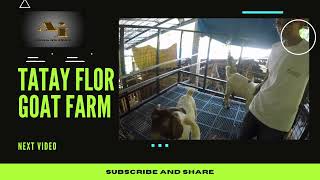 GOAT FARM VISIT SNEAK PEEK/GOAT FARMING PHILIPPINES/AGRIBUSINESS/GOAT FARMING