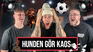 #54 HUNDEN GÖR KAOS