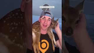 Man saves fawn life after dramatic river rescue #animalshorts #shortvideo #animals #rescue