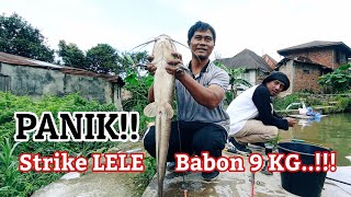 Akhirnya LeLe Monster ini Menyerah Juga‼️ #1_Mancing Lele